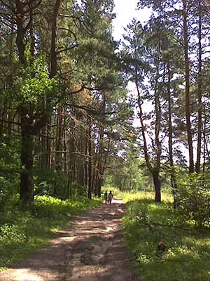 В краинском бору.
