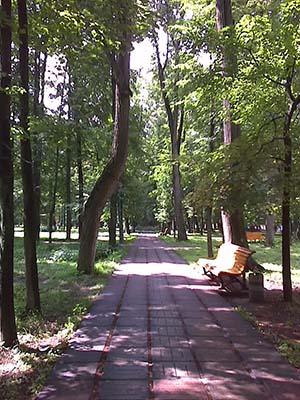 Санаторий Краинка. Липовая аллея в парке